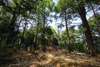 Actual site photograph: pine forest with a dirt track at the Terra Grande estate