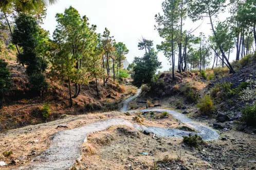 Actual site photograph: hillside trail among pine trees at the estate