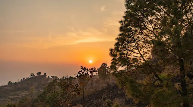 Real photograph: sunset over the hills framed by pine branches, Sirmaur